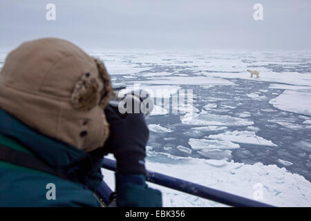 polar bear (Ursus maritimus), Man photographing Polar bear walking across ice sheet, Norway, Svalbard Stock Photo