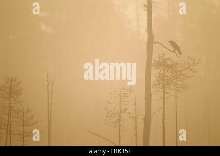 common raven (Corvus corax), silhouetted at dawn in boreal forest, Finland, Kuhmo Stock Photo