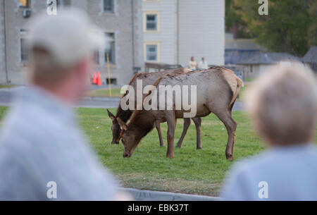 wapiti, elk (Cervus elaphus canadensis, Cervus canadensis), two persons getting close to elks, USA, Yellowstone National Park, Mammoth Hot Springs Stock Photo