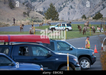wapiti, elk (Cervus elaphus canadensis, Cervus canadensis), herd grazing on lawn next parking cars, USA, Wyoming, Yellowstone National Park, Mammoth Hot Springs Stock Photo