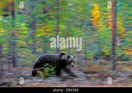 European brown bear (Ursus arctos arctos), prowling through forest, Finland Stock Photo