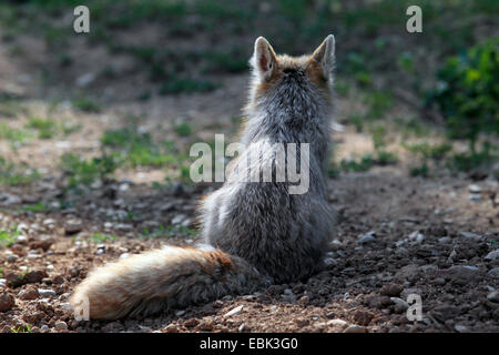 Corsac fox (Vulpes corsac), sitting in waste landscape, rear view Stock Photo