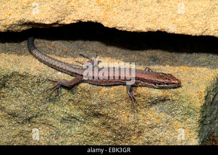common wall lizard (Lacerta muralis, Podarcis muralis), in a wall gap, Germany Stock Photo