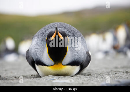king penguin (Aptenodytes patagonicus), resting on the belly in a breeding colony, Suedgeorgien, Salisbury Plains