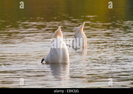 mute swan (Cygnus olor), dabbling, Germany, Bavaria, Lake Chiemsee Stock Photo