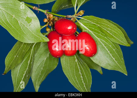 cornelian cherry wood (Cornus mas), branch with fruits, Germany Stock Photo