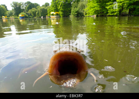 carp, common carp, European carp (Cyprinus carpio), at the water surface of a park pond with the mouth widly open waiting for food, Germany, Baden-Wuerttemberg, Luisenpark Mannheim Stock Photo