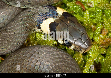 grass snake (Natrix natrix), head of an animal lying on moss, Germany Stock Photo