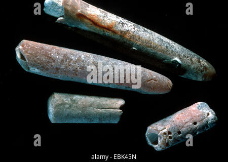 belemnites (Belemnitida, Belemnella occidentalis), upper Cretaceous Stock Photo