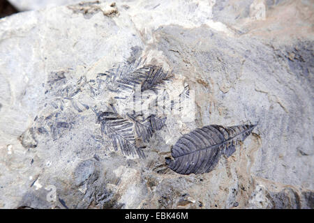 petrified leaves of fern and of a tree, Norway, Svalbard, Longyearbyen Stock Photo