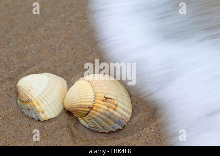 common cockle, common European cockle, edible cockle (Cerastoderma edule, Cardium edule), at drift line at the North Sea, Denmark, Jylland Stock Photo