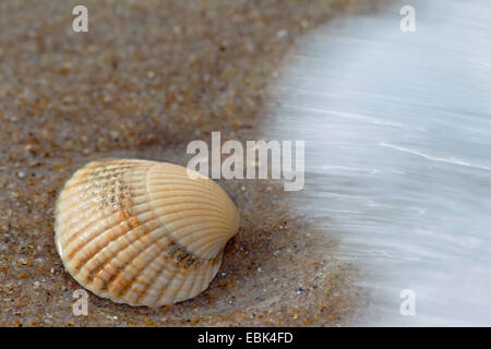common cockle, common European cockle, edible cockle (Cerastoderma edule, Cardium edule), at drift line at the North Sea, Denmark, Jylland Stock Photo