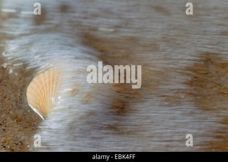 common cockle, common European cockle, edible cockle (Cerastoderma edule, Cardium edule), at drift line at the North Sea, Denmark, Jylland Stock Photo