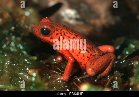 strawberry poison-arrrow frog, red-and-blue poison-arrow frog, flaming poison-arrow frog, Blue Jeans Poison Dart Frog (Dendrobates pumilio), sitting on a leaf Stock Photo