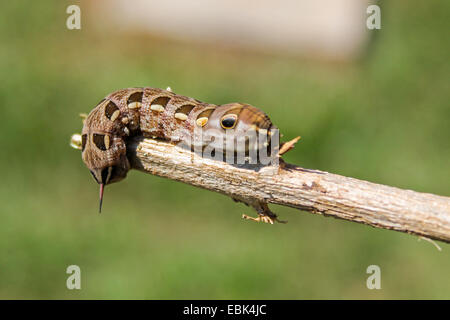 Xylophanes Tersa. Stock Photo