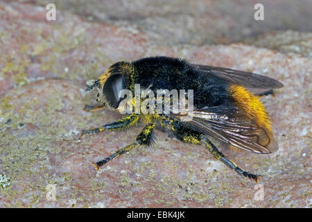 large narcissus fly, large bulb fly (Merodon equestris), sitting on lichened rock, Germany Stock Photo