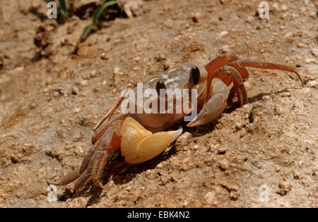 Ghost crab (Ocypode cordimana, Ocypode cordimanus, Ocypode quadrata), on dry soil ground Stock Photo