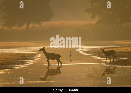 red deer (Cervus elaphus), hind and calf crossing a water in morning light, Grey Heron in the background, Germany, Saxony, Oberlausitz, Upper Lausitz Heath and Pond Landscape Stock Photo