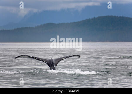 humpback whale (Megaptera novaeangliae), tail fin at the surface of Pacific in Lynn Canal, USA, Alaska, Admirality Island, Lynn Canal Stock Photo