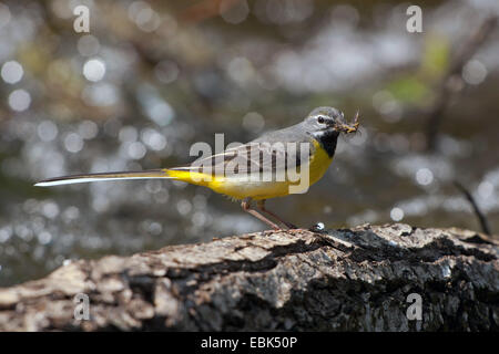 grey wagtail (Motacilla cinerea), male with mayfly in its beak, Germany, Bavaria Stock Photo