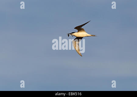 sandwich tern (Sterna sandvicensis, Thalasseus sandvicensis), flying with a caught fish in the beak, Netherlands, Texel Stock Photo