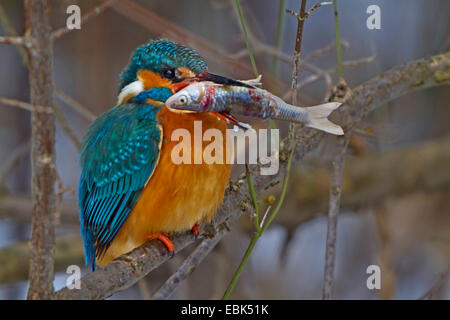 river kingfisher (Alcedo atthis), sitting on branch with frozen fish in the bill, Germany, Bavaria Stock Photo