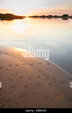 sunset over river Elbe with a duck track in the shore mud, Germany Stock Photo