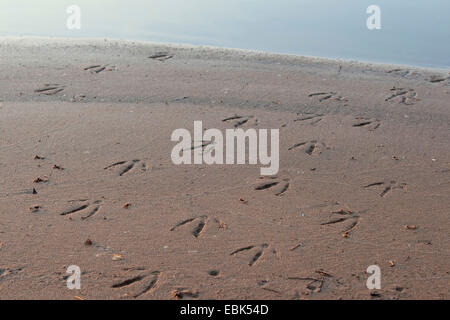 duck track in the shore mud of a river, Germany Stock Photo