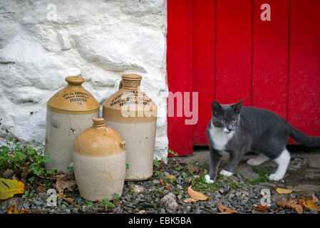 A pet cat by some old clay brewery jars at a farmhouse in Pembrokeshire, Wales UK Stock Photo