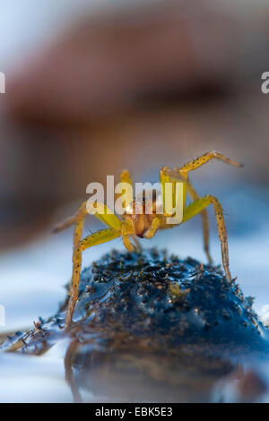 fimbriate fishing spider (Dolomedes fimbriatus), sitting on a mossy elevation in a water, Germany, North Rhine-Westphalia Stock Photo