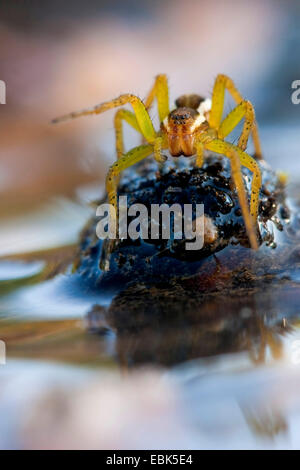 fimbriate fishing spider (Dolomedes fimbriatus), sitting on a mossy elevation in a water, Germany, North Rhine-Westphalia Stock Photo