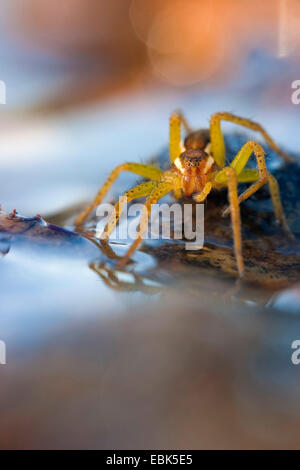 fimbriate fishing spider (Dolomedes fimbriatus), sitting in a water at the edge of a mossy elevation, Germany, North Rhine-Westphalia Stock Photo