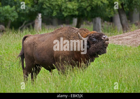 European bison, wisent (Bison bonasus), bull standing in a meadow lowing, Germany Stock Photo