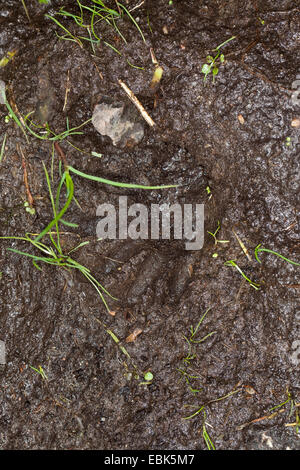 common raccoon (Procyon lotor), print of a paw in mud, Germany Stock Photo