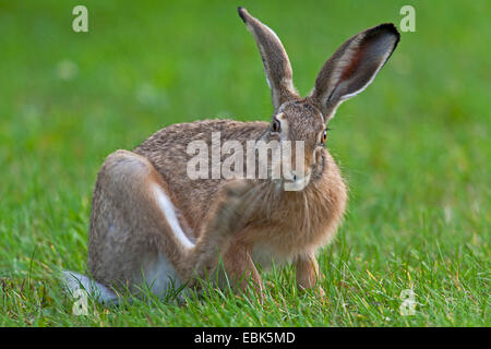 European hare, Brown hare (Lepus europaeus), sitting in a meadow scratching with a hind leg, Germany, Schleswig-Holstein Stock Photo