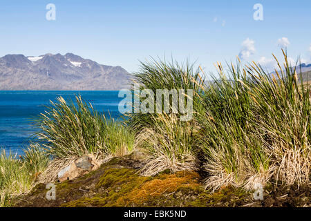Tussock grass at a slope at the South Atlantic coast, Suedgeorgien, Cumberland East Bay, South Sandwich Islands, Grytviken Stock Photo