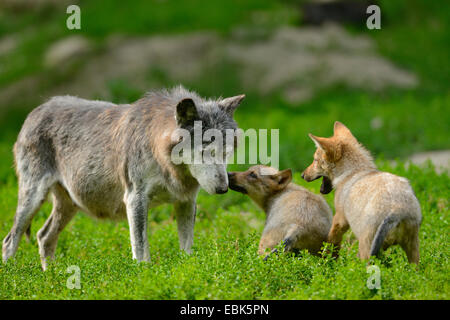 timber wolf (Canis lupus lycaon), two wolf cups with their mother Stock Photo