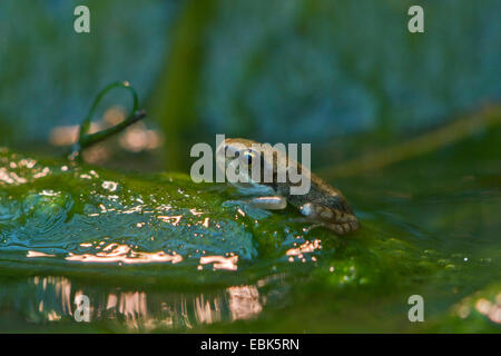 common frog, grass frog (Rana temporaria), leaving water, Germany