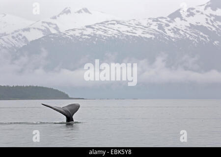 humpback whale (Megaptera novaeangliae), tail fin at the surface of Pacific in Lynn Canal, USA, Alaska, Admirality Island, Lynn Canal Stock Photo