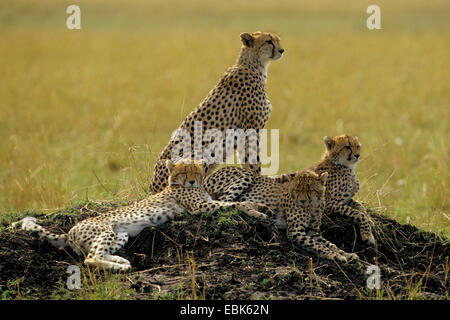 cheetah (Acinonyx jubatus), four cheetahs lying on a hill, Kenya Stock Photo