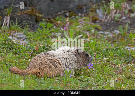 hoary marmot (Marmota caligata), sitting in a meadow, USA, Alaska, Mount Roberts Stock Photo