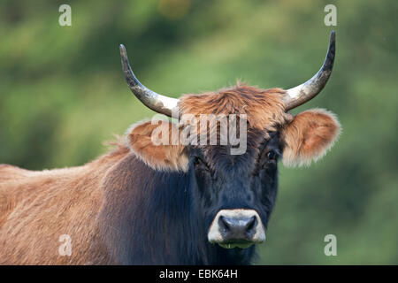 Heck cattle (Bos primigenius f. taurus), cow, Aurochs - breed back, Germany, Schleswig-Holstein Stock Photo