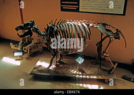 hippopotamus (Hippopotamus spec), subfossil skeleton in a museum, Madagascar Stock Photo