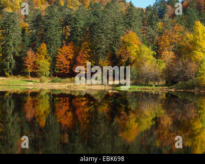 autumn wood in Vosges mountains at Lac Blanchemer, France, Alsace, Vosges Mountains Stock Photo