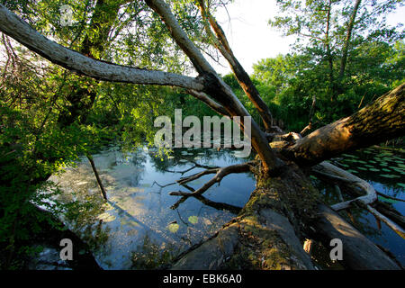 fallen tree in a lake of Alte Oder, Germany, Brandenburg, Oderbruch, Bad Freienwalde Stock Photo