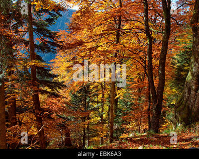 autum wood in Vosges mountains, France, Alsace, Vosges Mountains Stock Photo