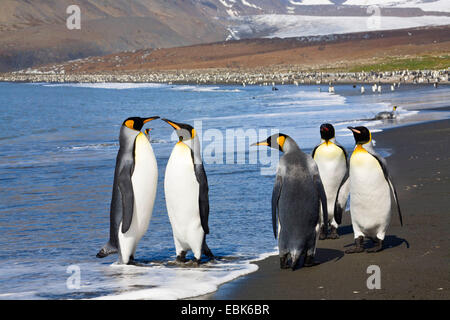 king penguin (Aptenodytes patagonicus), group on the beach, Suedgeorgien, St. Andrews Bay