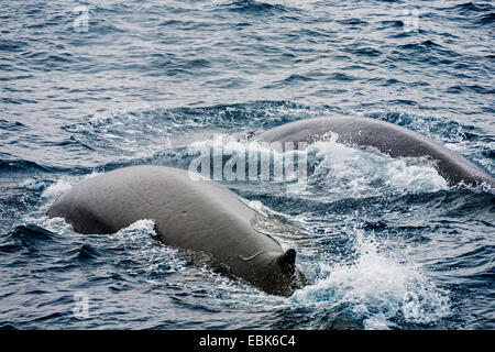 fin whale, common rorqual (Balaenoptera physalus), breathing, Antarctica Stock Photo