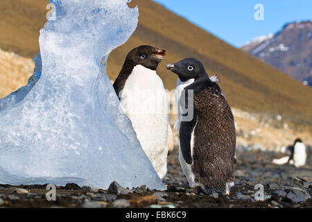 adelie penguin (Pygoscelis adeliae), two young Adelie Penguins moulting, Antarctica, Devil Island Stock Photo