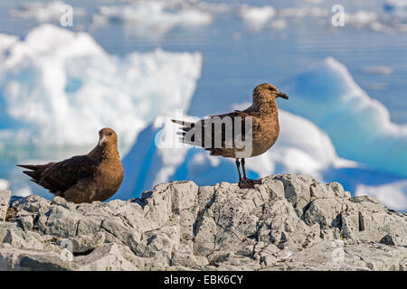 Antarctic skua, Brown Skua (Catharacta antarctica), sitting on a rock, Antarctica Stock Photo